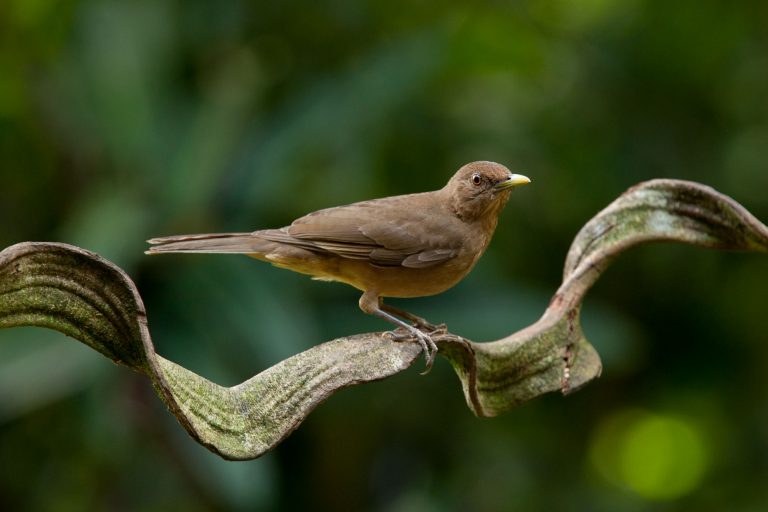 Yigüirro, el ave nacional de Costa Rica