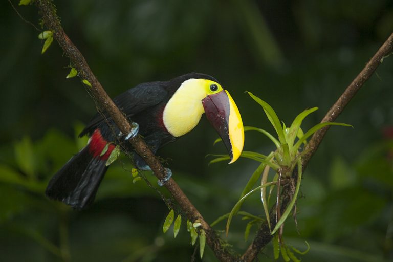 Toucans, six species in one country, Costa Rica.