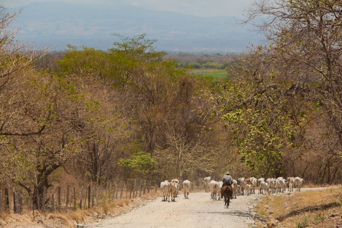 EC506-mqcphoto-Guanacaste-CR-003
