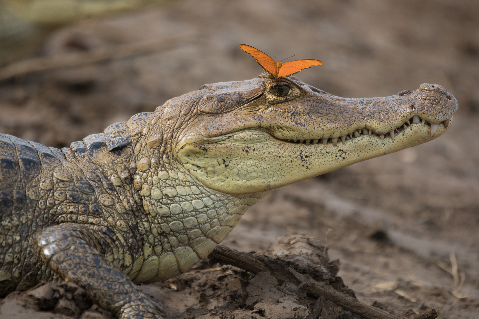 Crocodilians of Costa Rica: Crocodile vs Caiman - El Colectivo 506
