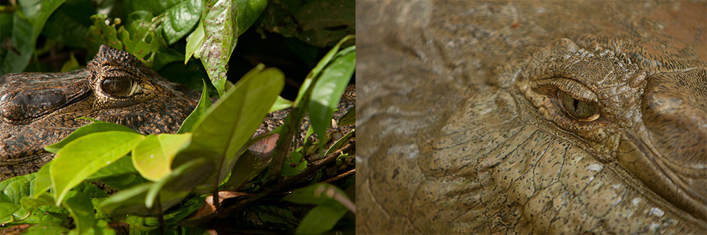 Crocodrílidos de Costa Rica: Cocodrilo vs Caimán - El Colectivo 506