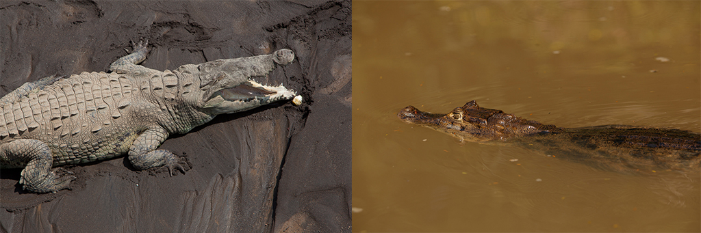 Crocodrílidos de Costa Rica: Cocodrilo vs Caimán - El Colectivo 506