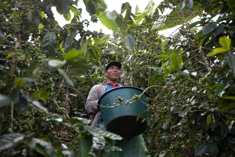 La frontera no deja de transformarse: migración, café y COVID en Costa Rica