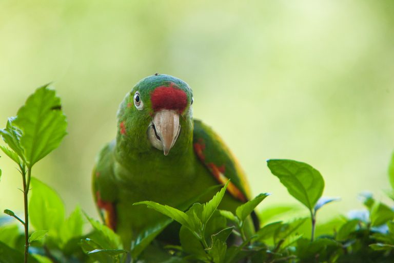 Birding in Costa Rica’s Central Valley: 21 species to look for