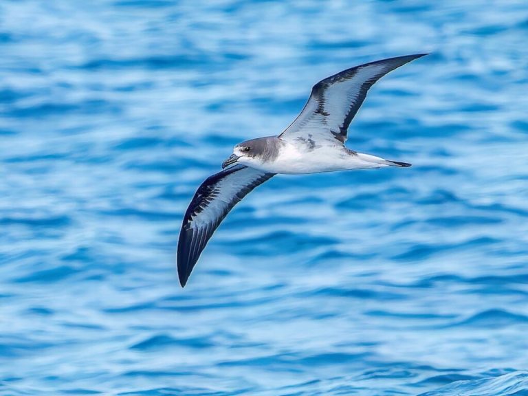 In 2024, 480 petrels were born free after the removal of invasive plants and rodent control