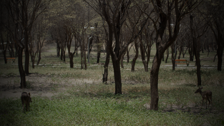 The dry forest is dying: the battle to save a forgotten ecosystem