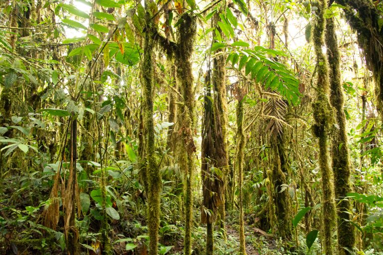 ‘The land heals if you leave it in peace’