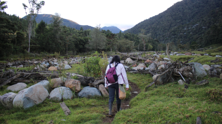 The dark-soul magnolia rises among the forests of Urrao