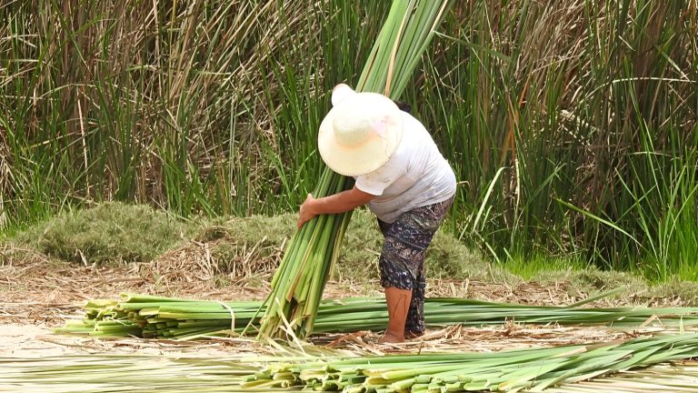 The rebirth of Santa Julia: the urban wetland that unites conservation and livelihood