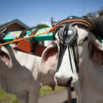 Monica Quesada Corder / El Colectivo 506