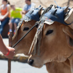 Los bueyes son un tesoro tan valioso como la carreta para los agricultores costarricenses. Aún hay muchas fincas que dependen de su fuerza para poder arar la tierra. // Oxen are as valuable a treasure as the cart for Costa Rican farmers. There are still many farms that depend on his strength to be able to plow the land. Monica Quesada Cordero / El Colectivo 506