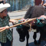 La tradición del boyero y su carreta se transmite de generación en generación. // The tradition of the herder and his oxcart is passed down from generation to generation. Monica Quesada Corder / El Colectivo 506