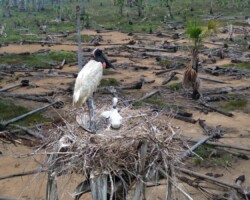 At the top of its nest, the tuyuyú (Jabiru mycteria) feeds its young surrounded by a wounded landscape. The royal palms, which once sustained its home, are now ash. Where fire ravaged more than 5,000 hectares, only the pain of not understanding who came to burn its home remains. If the forest disappears, so will its flight. The forced migration of a bird is an invisible crime. Courtesy Rolvis Pérez / El Colectivo 506