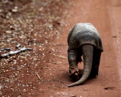 The giant armadillo (Priodontus maximus), a living dinosaur, moves along the dirt path. Its gait seems slow, but it moves at the speed of the forest—the speed of time that doesn't run, but breathes. The good fortune of encountering it on the path is proof of the living richness of the forest. Courtesy Alejandro de los Ríos / El Colectivo 506