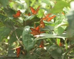 Decenas de mariposas (Dryas julia) revolotean entre las hojas, encendiendo el aire con su color. Son pequeñas llamas de vida que resisten entre claros y quebradas. Frágiles y efímeras, vecinas elegantes en el monte. Cortesía Steffen Reichle / El Colectivo 506