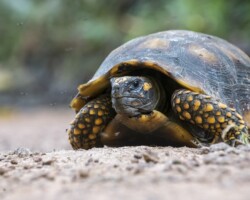 Alone on the road, the mountain peta tortoise (Chelonoidis denticulata) advances with the slowness of centuries. But fire doesn't wait, and its shell doesn't protect it from the flames. Its slow pace is also a message: when the forest burns, the slowest are the first to disappear. Courtesy Alejandro de los Rios / El Colectivo 506