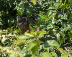Among green branches and vibrant shadows, the martín monkey (Cebus sp.) observes with a human stillness. His eyes reflect the entire forest: food, shelter, family. If the trees fall, his world collapses. His gaze is a mirror: the fate of the forest is also ours. Courtesy Alejandro de los Ríos/ El Colectivo 506