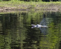 En las aguas del río Paraguá, el bufeo (Inia boliviensis) asoma su lomo rosado bajo el sol. Vive donde el bosque toca el agua, en la frontera donde ambos se protegen. Si el río se contamina o el monte desaparece, su risa acuática se ahoga. El bufeo es el pulso del bosque hecho corriente. Cortesía Alejandro de los Rios / El Colectivo 506