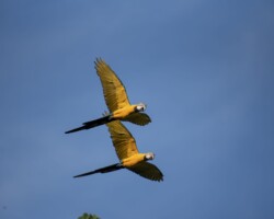 Two blue and yellow macaws (Ara ararauna) cross the clear sky of Lower Paraguá. Their flight depends on the remaining palm trees: motacú, totai, asaí, those that nourish their song. When the palms burn, their sustenance is consumed by the flames. They are the color of the forest in motion, its voice in the air. Courtesy Alejandro de los Ríos / El Colectivo 506