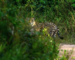 Sobre la carretera, el jaguar Panthera onca) observa con calma. En el Bajo Paraguá aún es posible verlo, dueño silencioso de un territorio que resiste. Donde el jaguar vive, el bosque sigue respirando. Pero si el fuego avanza, el rey del monte quedará sin reino. Cortesía Steffen Reichle / El Colectivo 506